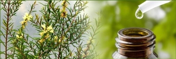 Benefits from Terpenes of Tea Tree Oil